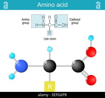Amino acid molecule. Molecular chemical structural formula and model of organic compound. protein building block. Skeletal formula and Ball-and-stick Stock Vector