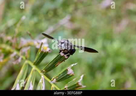 Carpenter Bee perching on leaf Stock Photo