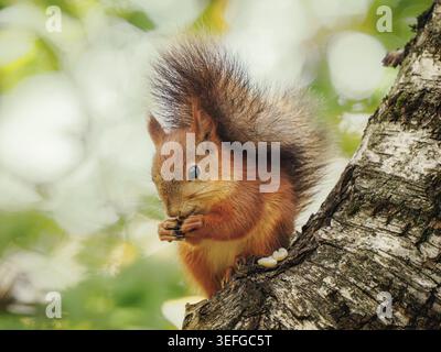 Eurasian red squirrel on tree branch as background. Sciurus vulgaris detailed close-up shot on trunk in summer forest. Cute wild animal foraging food green foliage nature biology concept Stock Photo