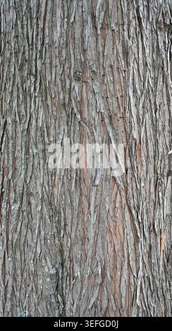 Tree bark with long narrow slivers forming the natural surface, showing curled edges that reveal lighter brown wood Stock Photo