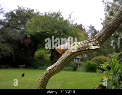 European Robin Erithacus rubecula perched on and old dead branch awaiting its turn at the bird feeder, North norfolk, UK. Stock Photo