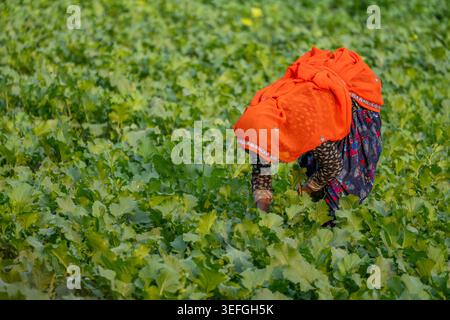 Female Farmer in field Stock Photo