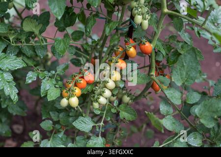 Horizontal view of cherry tomato branches with ripe red and unripe green tomatoes growing naturally on the vine. Organic vegetable cultivation in gree Stock Photo