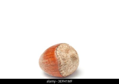 Whole brown hazelnut isolated on white background front view Stock Photo