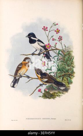Three Piezorhynchus brodiei on a flowering branch: an adult black-and-white feeding a worm to a hungry brown-orange chick while two juveniles perch amid pink blooms and foliage. from The birds of New Guinea and the adjacent Papuan islands : including many new species recently discovered in Australia by Gould, John, 1804-1881; Sharpe, Richard Bowdler, 1847-1909; Hart, William Matthew, 1830-1908, ill; Walter, T., fl. 1880-1887, printer of plates; Published 1875 Stock Photo
