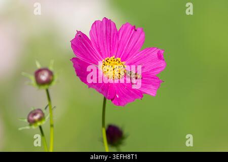 Hoverfly perched on bright pink cosmos flower in summer alpine garden green bokeh Small hoverfly perched on yellow center of bright pink cosmos flower Stock Photo