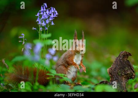 Red Squirrel with Bluebell flowers in spring Stock Photo