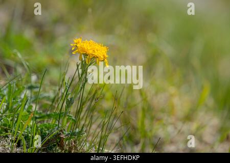 Single small yellow alpine hawkbit Leontodon flower stands tall on slender stem in blurred green grass meadow with soft bokeh summer light Sulden Ital Stock Photo