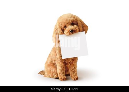 Toy poodle holding blank paper in mouth - Concept of dog and communication Stock Photo