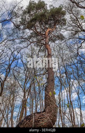 Old and tall pine tree in the forest. Stock Photo