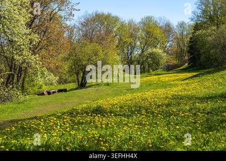 Meadow with dandelion flowers blooming in spring. Stock Photo
