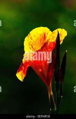 Sunflower’s petals embrace sunlight with translucent grace, revealing nature’s dance of radiance and floral elegance. Stock Photo