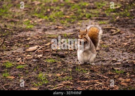 View of a grey squirrel standing on muddy ground with dry leaves in its mouth London, England, United Kingdom. Stock Photo