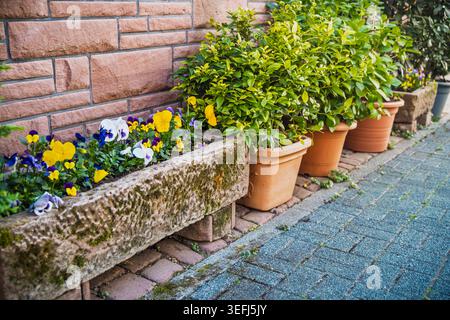 Potted flowers and plants on a sidewalk in historical city Stock Photo