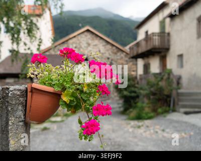 Pink geranium flowers cascade from terracotta pot on alpine village stone wall corner Vivid pink geranium flowers cascade from terracotta pot mounted Stock Photo