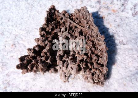 Brown porous mineral formation sits on white crystalline salt ground. Detailed macro view of natural geological textures and coral-like structures in Stock Photo