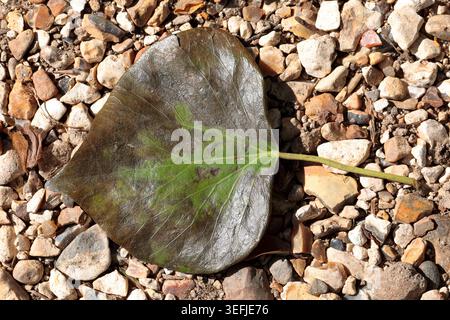 A green and brown leaf lying on a stony gravel path Stock Photo