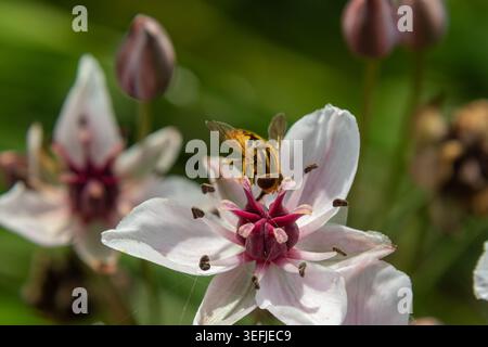 Sphaerophoria scripta hovers above blossoms collecting nectar while pollinating flowers in a colorful garden under the afternoon sun showcasing nature Stock Photo