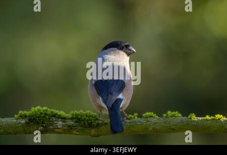 Female Bullfinch Perched on Mossy Branch in Soft Forest Light Wildlife Bird Portrait Stock Photo