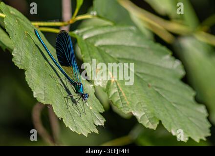 This Beautiful Demoiselle perches gracefully on a leaf highlighting its striking blue and green hues in a vibrant sunlit environment with lush foliage Stock Photo
