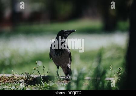 Hooded crow standing on grass in a sunlit park with a soft blurred green background Stock Photo
