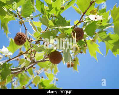Fresh green leaves and seed balls of London plane tree against blue sky. Urban nature, spring foliage and botanical background concept. Stock Photo