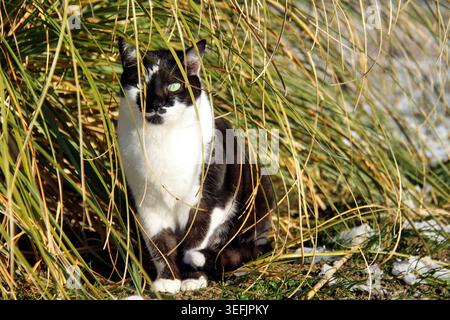 Black and white tuxedo cat sitting in tall dry grass in winter. A black and white domestic cat with green eyes peeking through tall, golden dry grass. Stock Photo