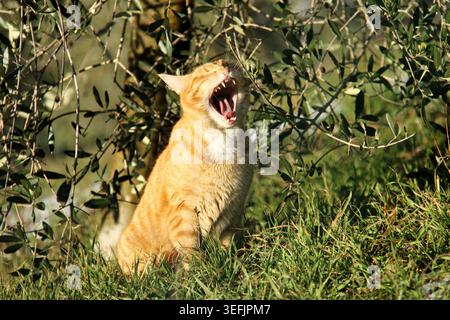 Orange tabby cat yawning in a sunny olive grove. Stock Photo