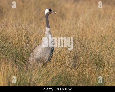 Adult Common Crane (Grus grus), Cambridgeshire Fens, England Stock Photo