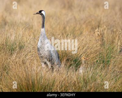 Adult Common Crane (Grus grus) with young chick, Cambridgeshire Fens, England Stock Photo