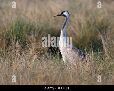 Adult Common Crane (Grus grus), Cambridgeshire Fens, England Stock Photo