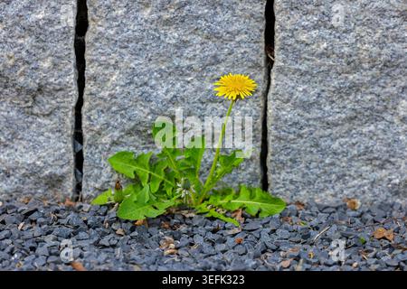 Common dandelion (Taraxacum officinale / Taraxacum sect. Ruderalia), pioneer plant in flower growing on gravel at base of stone wall in spring Stock Photo