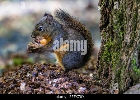 Douglas Squirrel, Tamiasciurus douglasii, feeding on Douglas Fir seeds in Potlatch State Park,Olympic Peninsula,Washington State, USA Stock Photo