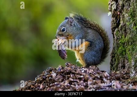 Douglas Squirrel, Tamiasciurus douglasii, feeding on Douglas Fir seeds in Potlatch State Park,Olympic Peninsula,Washington State, USA Stock Photo