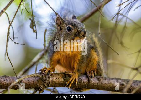 Douglas Squirrel, Tamiasciurus douglasii, feeding on Douglas Fir seeds in Potlatch State Park,Olympic Peninsula,Washington State, USA Stock Photo