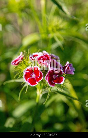 Beautiful pink and white sweet William dianthus flowers blooming in a sunny garden. Stock Photo