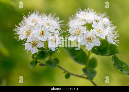 Macro shot of white Spiraea flowers blooming on a green branch in a sunny spring garden. Stock Photo
