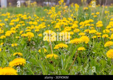 A beautiful green meadow covered with bright yellow dandelion flowers in full spring bloom. Stock Photo