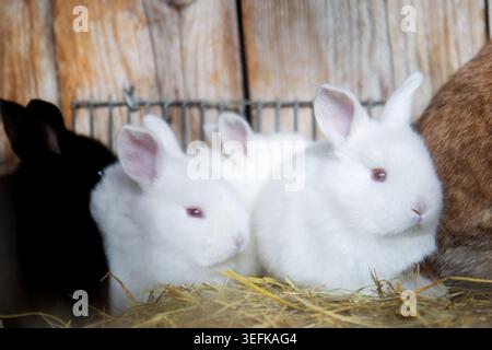 A cluster of adorable little baby rabbits, predominantly white with one black bunny, snuggling together for warmth on a bed of dry straw inside a wire Stock Photo