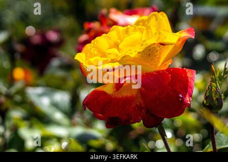 Yellow and red rose in a garden, tea rose covered in dew or mist, two-color roses Stock Photo