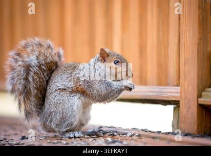 An Eastern Gray Squirrel (Sciurus carolinensis) sitting on a wooden deck and eating sunflower seeds Stock Photo