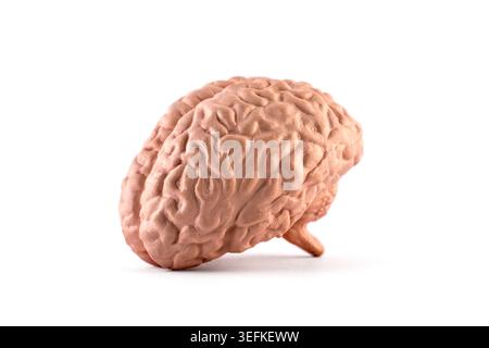 Human brain model isolated on white background with clipping path Stock Photo