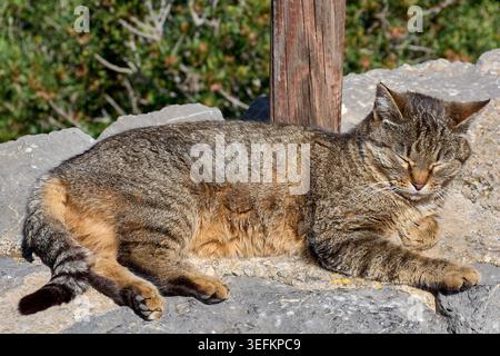 Domestic tabby cat lying down and sleeping peacefully on a weathered stone wall in the warm afternoon sun. Stock Photo
