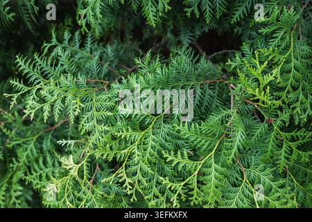 Close up of fresh green thuja branches with detailed evergreen texture. Natural conifer background for gardening and landscape design concepts. Stock Photo