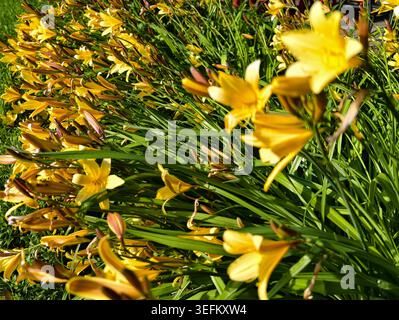 Closeup Vibrant Daylily Petal Showing Detailed Texture, Macro Focus On Veins And Subtle Color Gradients, Warm Stock Photo