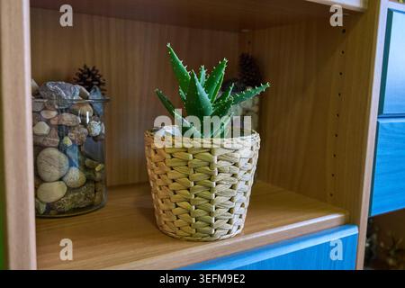 A small aloe vera plant in a wicker basket pot displayed on a wooden shelf beside a glass jar of pebbles and pine cones Stock Photo