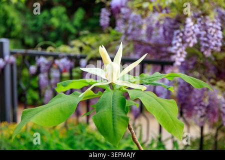 Magnolia tripetala blossoms in the garden Stock Photo