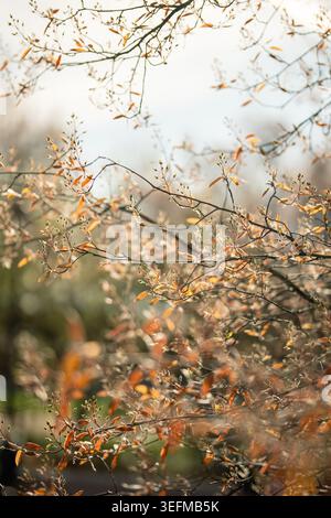 Delicate tree branches with tiny green buds and unfolding leaves against soft sunlight in park. Stock Photo