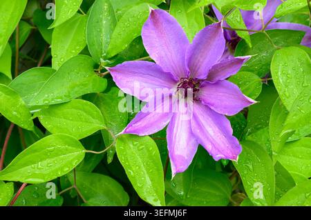 Clematis purple flower on green leaf background in bloom in springtime in close-up Stock Photo