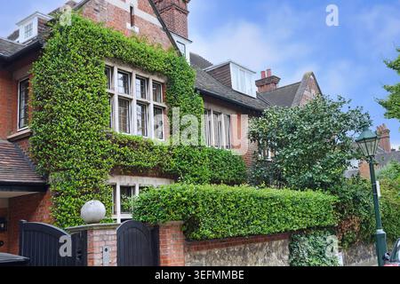Old houses with vine covered brick wall, London, England Stock Photo